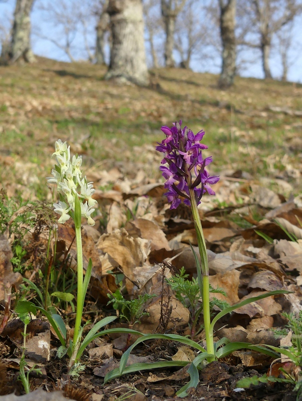 Dactylorhiza romana e prime fioriture tra Lazio e Campania - marzo 2023.